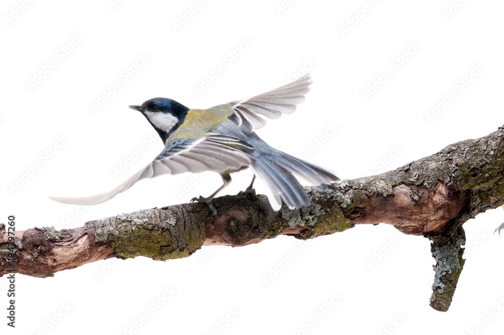 Obraz premium Great Tit in front of white background