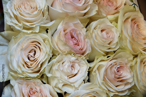 Blossoming buds of light-pink roses close-up