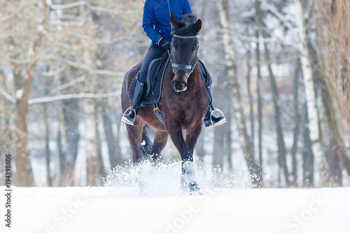Bay horse with female rider galloping on winter field. Equestrian concept image