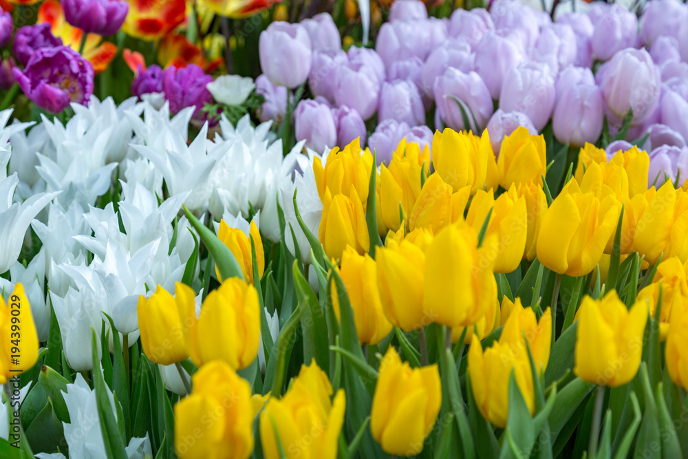 Colorful bright tulips blossom in early spring
