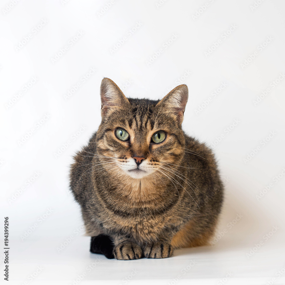adorable cat on white background