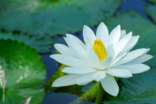White lotus for background.