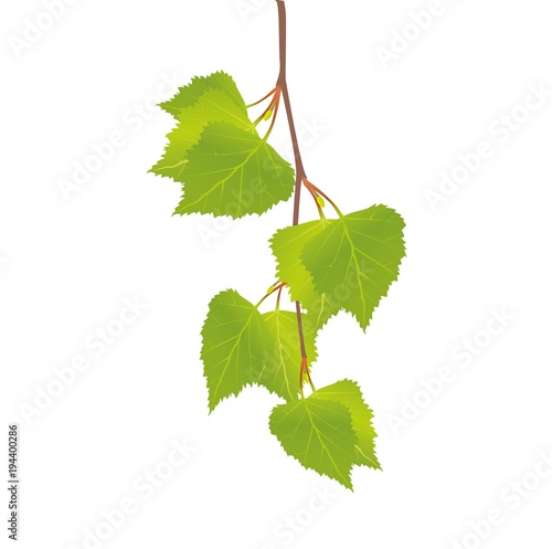 the branch of a birch with leaves 