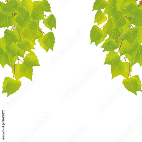 branches of young birch tree with leaves 