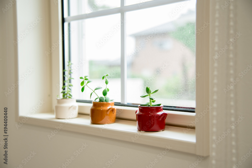 窓際の観葉植物 Stock 写真 Adobe Stock