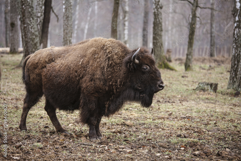 Wild european bison in the forest, reserve, Russia Wild european bison in the forest, reserve, Russia