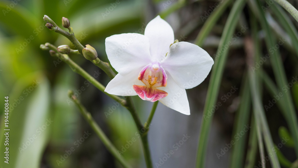 White wild orchid White wild orchid