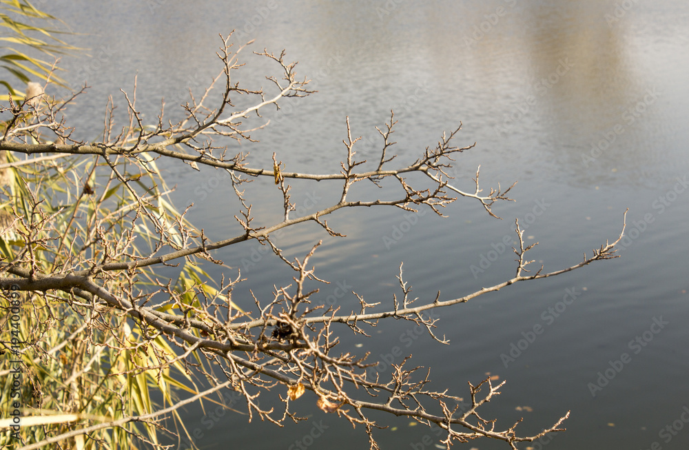 Obraz premium Tree branch over the river, leafless branch, late autumn