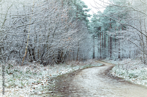 Forest trail in snow 