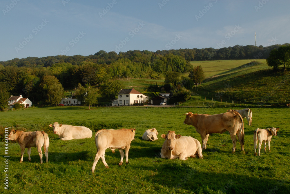 Vleesvee in weilanden rondom Eijs,zuid-limburg Vleesvee in weilanden rondom Eijs,zuid-limburg