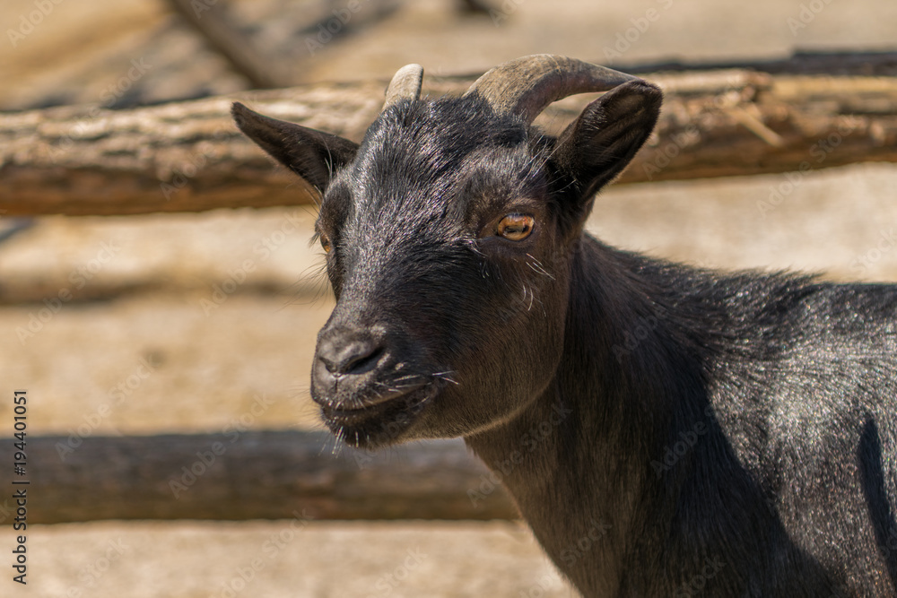 Black goat