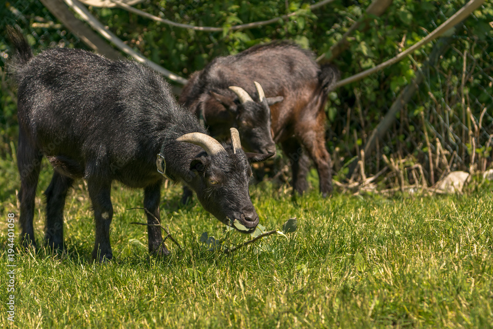 Black goat Black goat