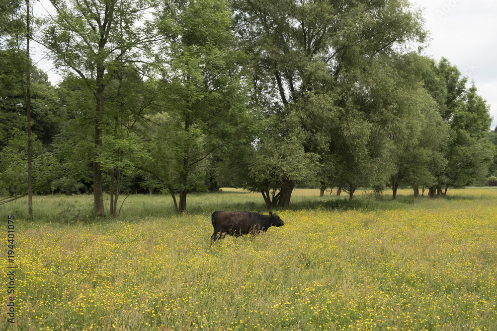 Het Geuldal in zuid-limburg Het Geuldal in zuid-limburg