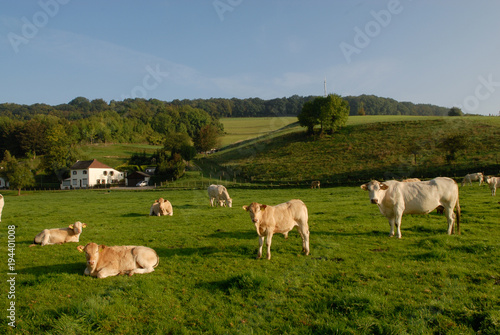Vleesvee in weilanden rondom Eijs,zuid-limburg