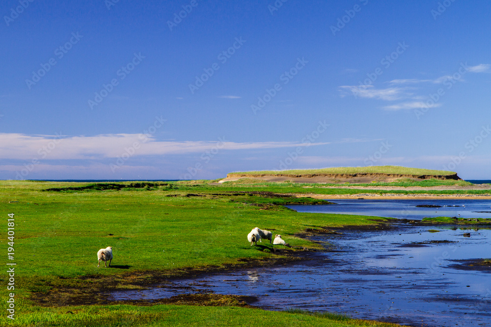 Naklejka premium Animals by the river in Iceland side view