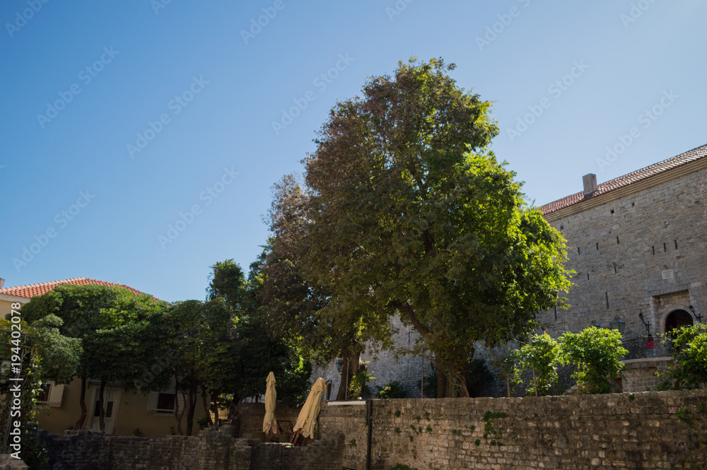 Traditional Buildings and Large Tree in the Old Town of Budva, Budva Riviera, Montenegro