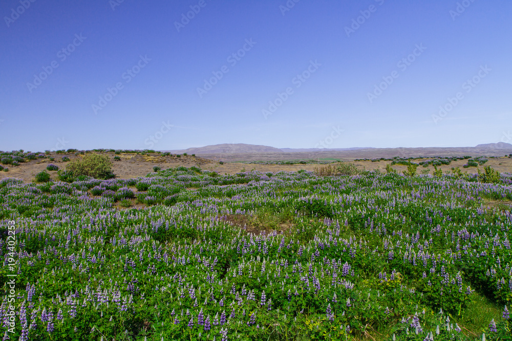 Panorama of the lupine fields in Iceland