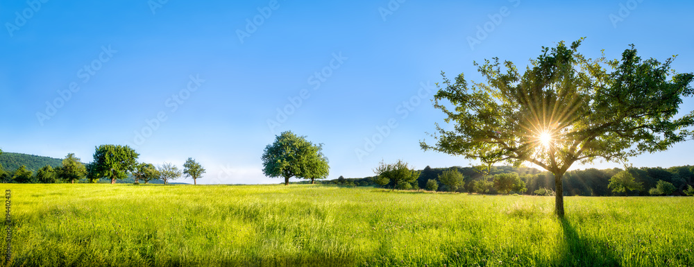 Fototapeta Zielony krajobraz z łąki, drzew i pól