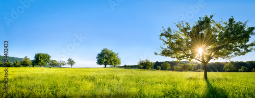 Grüne Landschaft mit Wiese, Bäumen und Feldern photo