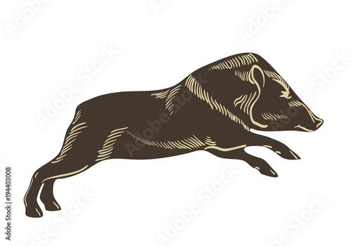 Collared peccary vector. Wild boar illustration. Hand drawn image isolated on wighte background.