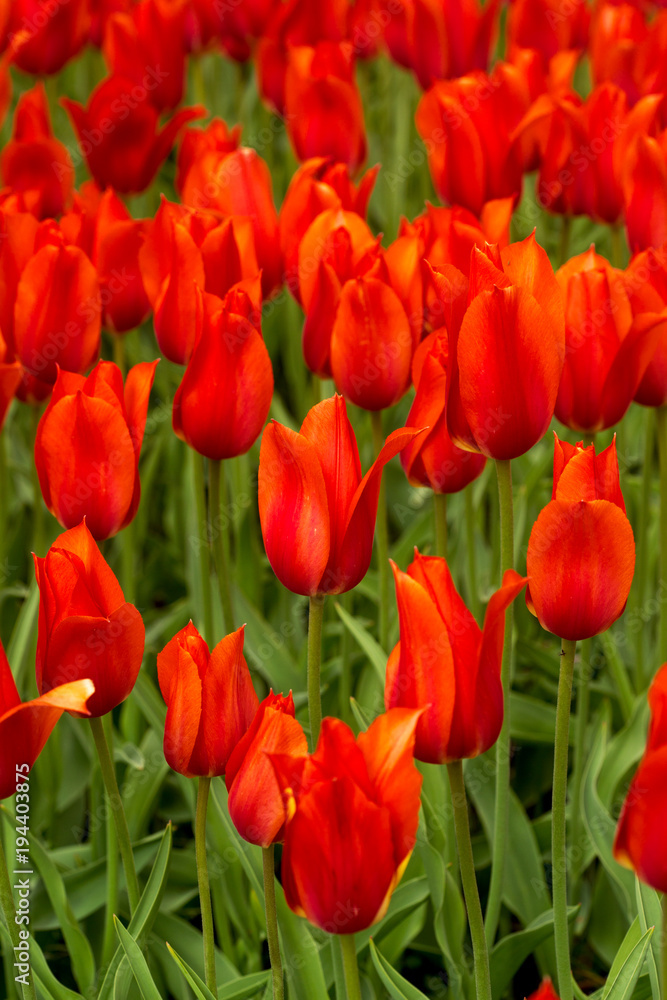 Tulip. Fresh red tulips Glade. Field with red tulips in the netherlands.