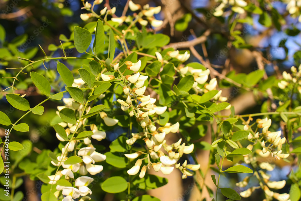 Obraz premium White acacia tree blooming flowers at spring.