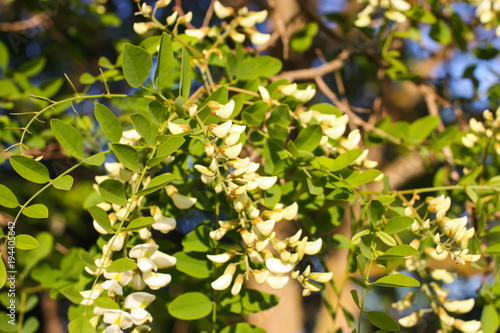 White acacia tree blooming flowers at spring.