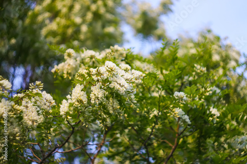 White acacia tree blooming flowers at spring.