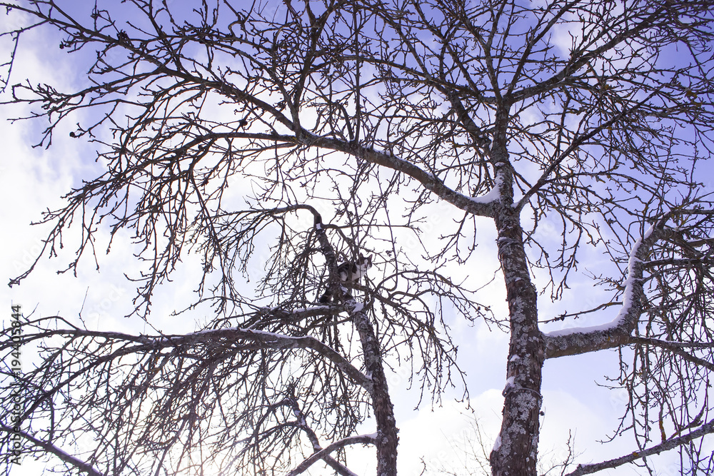 Young cat outdoors climbing on a tree in a winter park. Young cat outdoors climbing on a tree in a winter park.