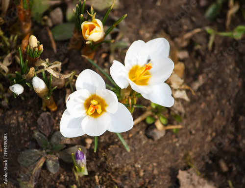 Fototapeta Naklejka Na Ścianę i Meble -  Spring beautiful crocus flowers blooming in a park in sunlight.