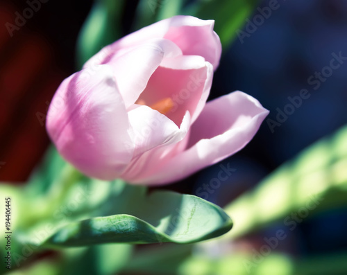 Fototapeta Naklejka Na Ścianę i Meble -  Spring pink tulip flower.