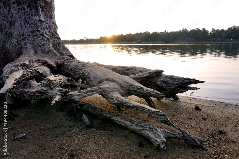 Old wood in dry river