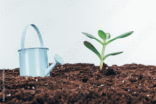 close-up view of green plants in soil and watering pot on grey