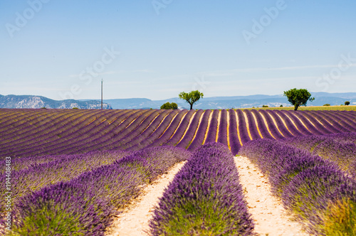 Fototapeta Naklejka Na Ścianę i Meble -  Rows of blooming lavender with mountains in background