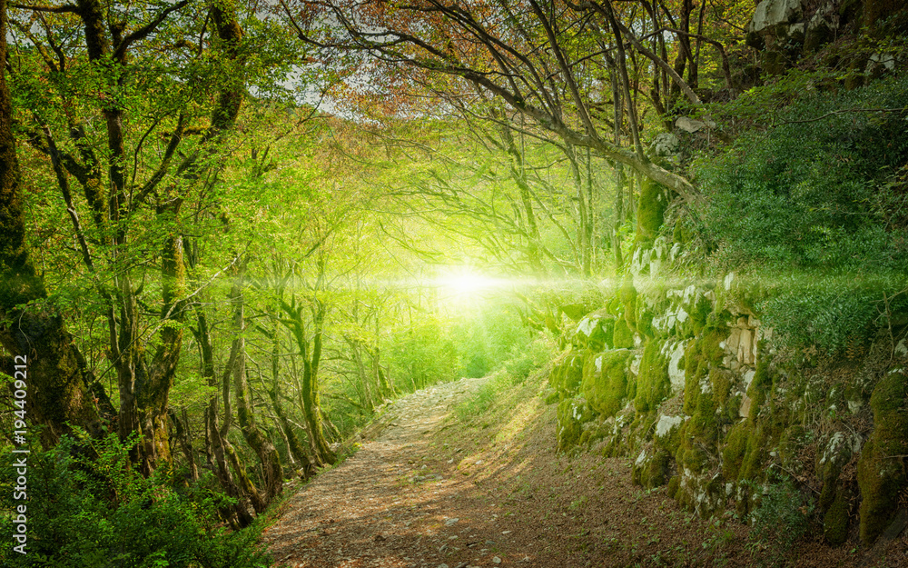 Obraz premium Bright light and footpath in green forest