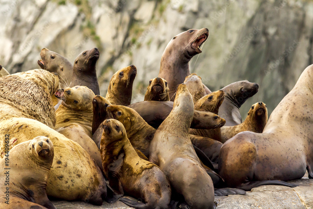Fototapeta premium Sea lions (Otariinae) on the rock, Russia, Kamchatka, nearby Cape Kekurny, Russian bay