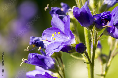 Bellflowers in sunny summer day. Wildflowers on green natural background. Campanula alpina.