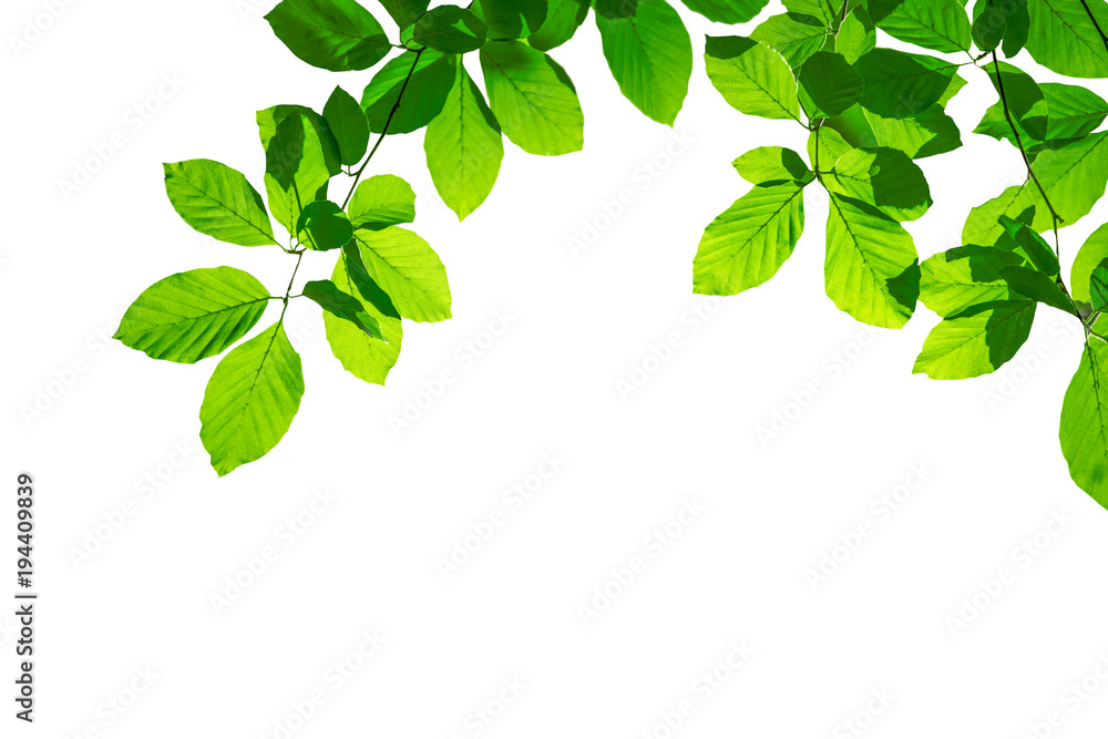 Obraz premium Zieleni liście buk jako cięcie przed białym tłem