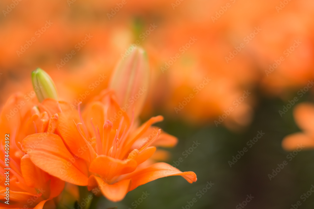 Beautiful orange tulips in garden Beautiful orange tulips in garden