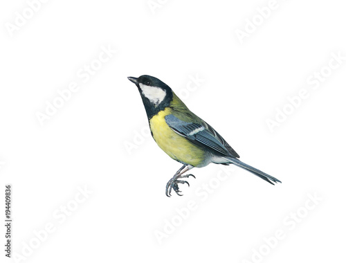 portrait of little bird tit flying and hanging on white isolated background