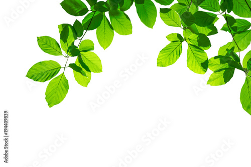 Grüne Blätter einer Buche als Freisteller vor weißem Hintergrund