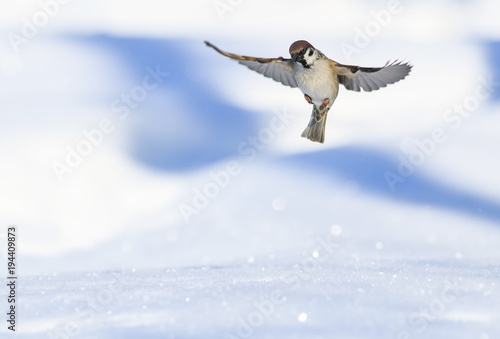 portrait of little bird Sparrow flies widely spread its wings and fluffed feathers over a brilliant blue background with snow