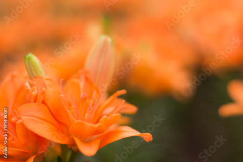Beautiful orange tulips in garden