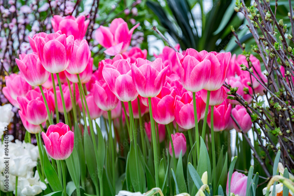 Colorful bright tulips blossom in early spring
