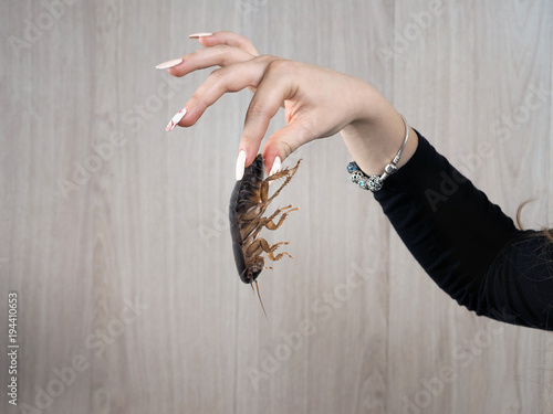 Fingers of a female hand with disgust holding a big nasty cockroach