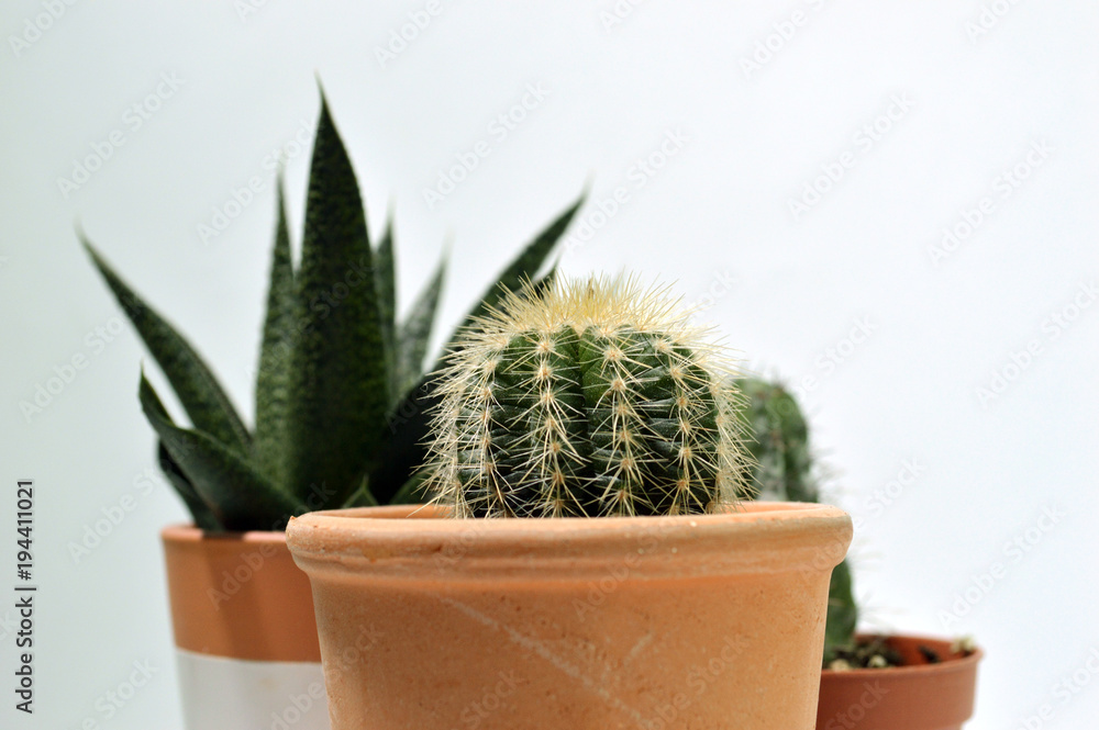 Cacti in pots on a pale background Cacti in pots on a pale background