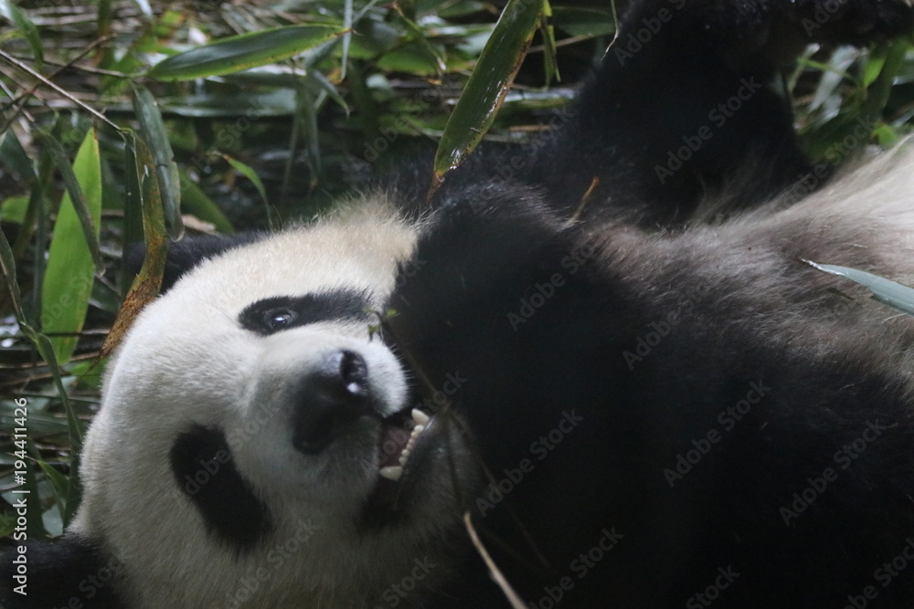 Fototapeta premium Close up Lazy Fluffy panda eating Bamboo, Chengdu, China