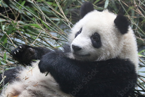 Fototapeta Naklejka Na Ścianę i Meble -  Fluffy Giant Panda in China
