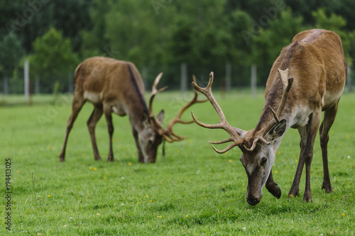 Two deer eating grass on a meadow