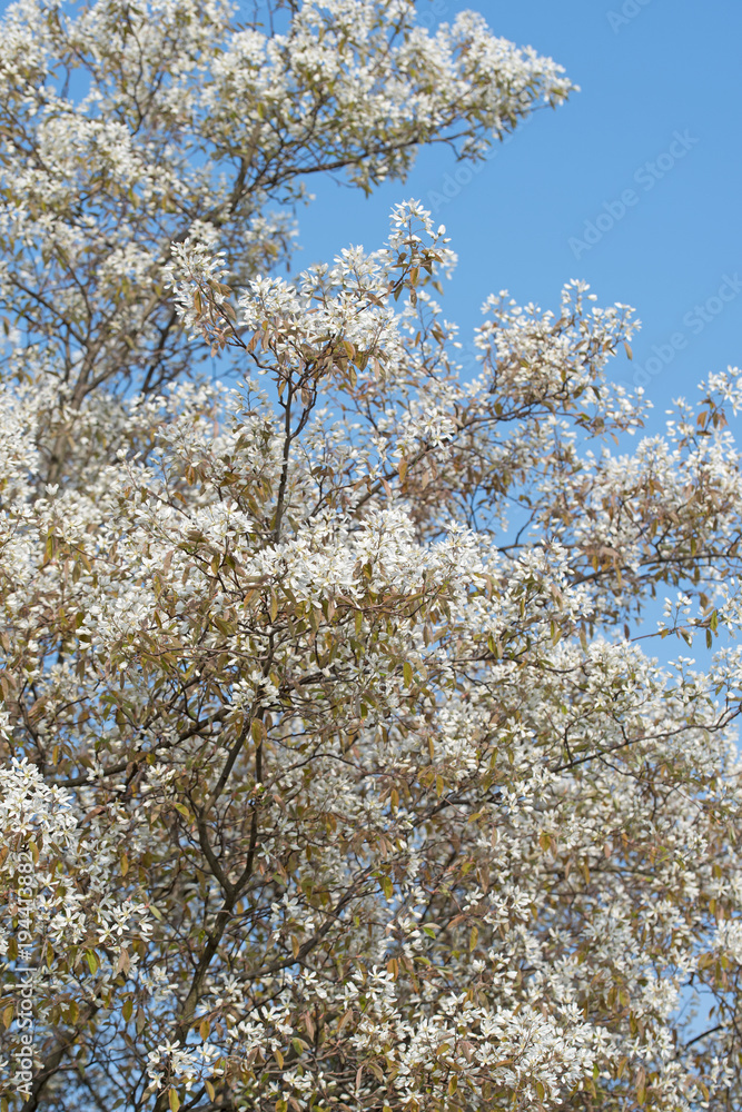 Blühende Felsenbirne, Amelanchier